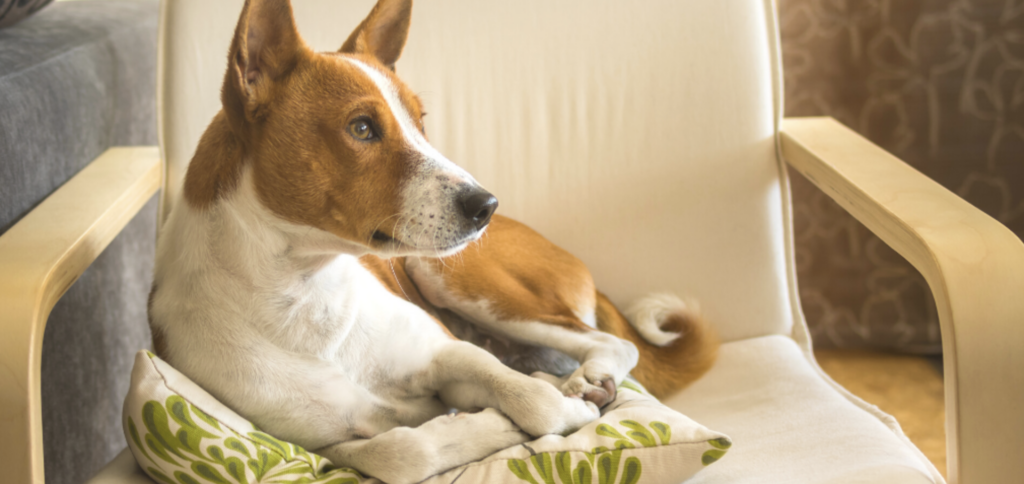 Basenji