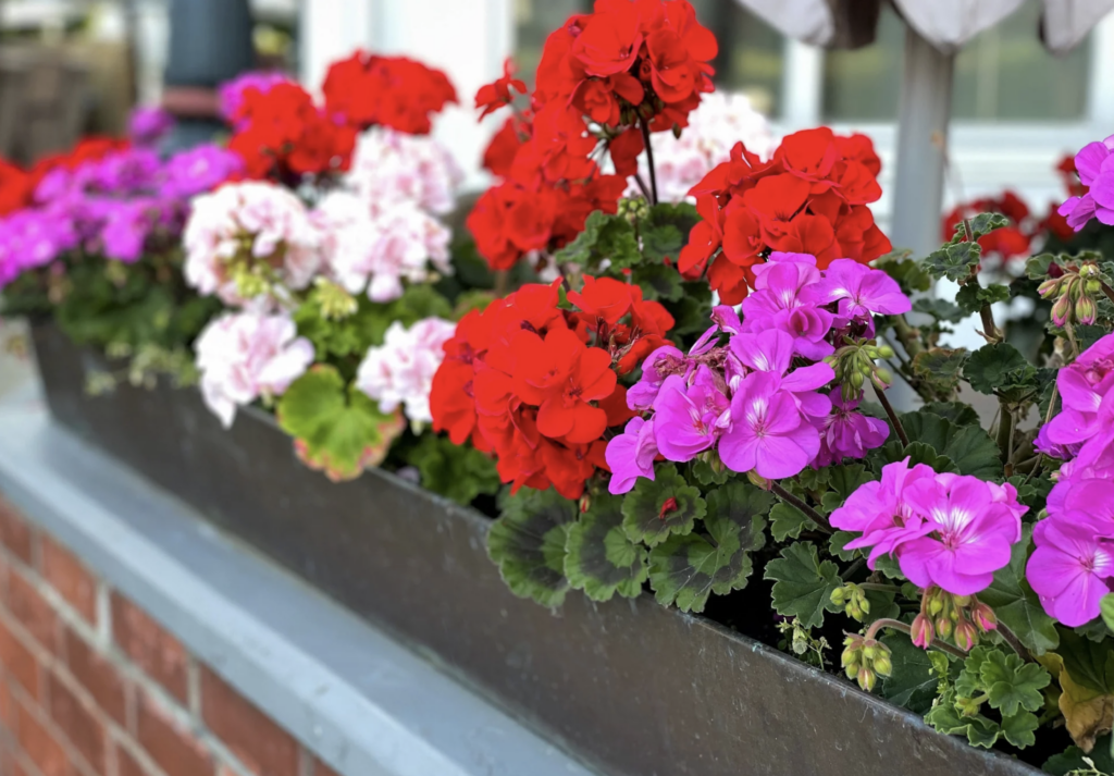 Pelargonia (Pelargonium) 