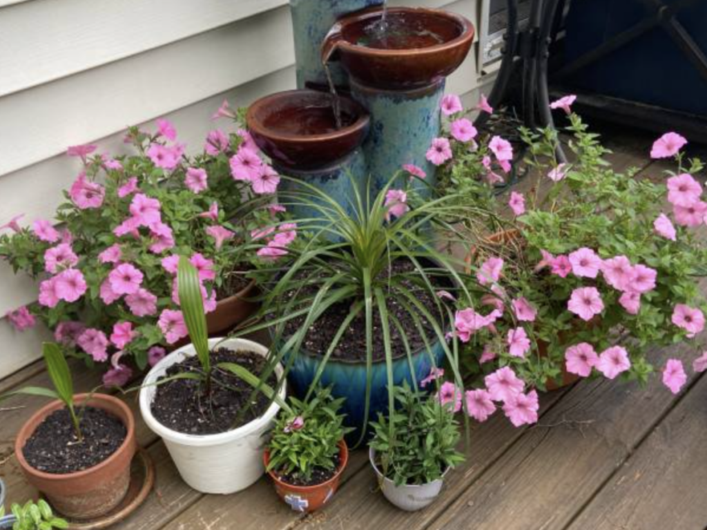 Surfinia (Petunia hybrida)