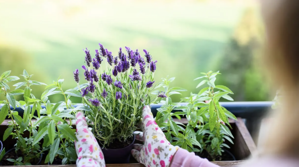 Lawenda (Lavandula angustifolia)