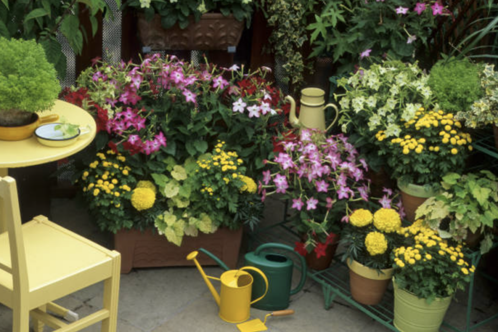 Aksamitka (Tagetes)