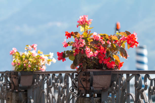 Begonia (Begonia semperflorens) 